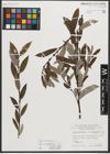 Foto von Salix triandra subsp. amygdalina (L.) Schübl. & G. Martens